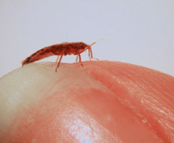 thin bed bug on fingertip