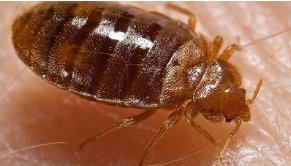 Bed Bug Basics