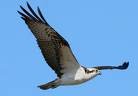 Osprey - Long Island's Official Bird