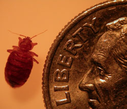 bed bug and a dime