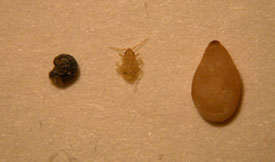 bed bug with poppy and sesame seeds