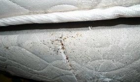 What do I do if I find Bed Bugs